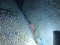 20230605-004110.webm